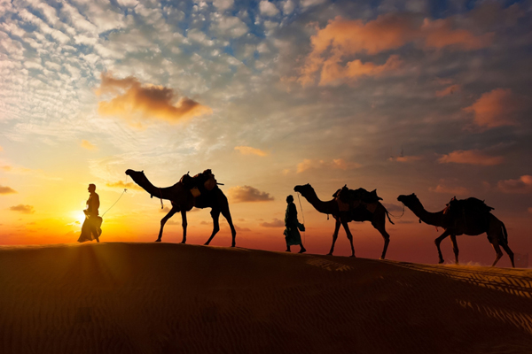 Camel Safari